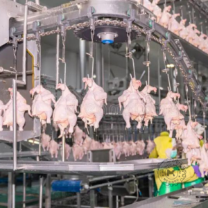 Poultry Hanging Conveyor